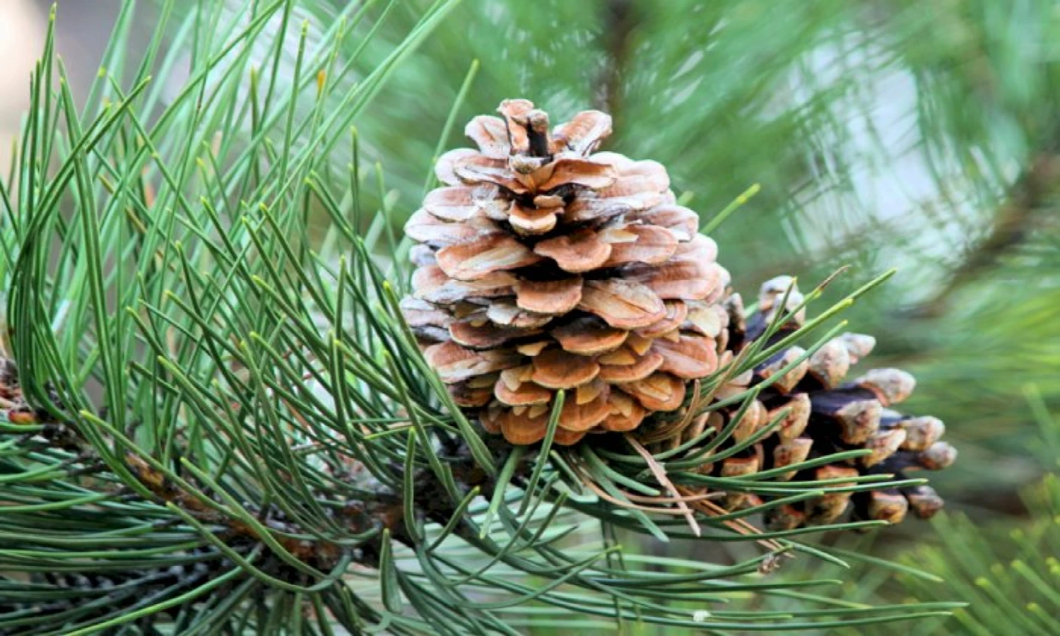 Pohon Pinus | Klasifikasi, Ciri-Ciri, Habitat dan Manfaat