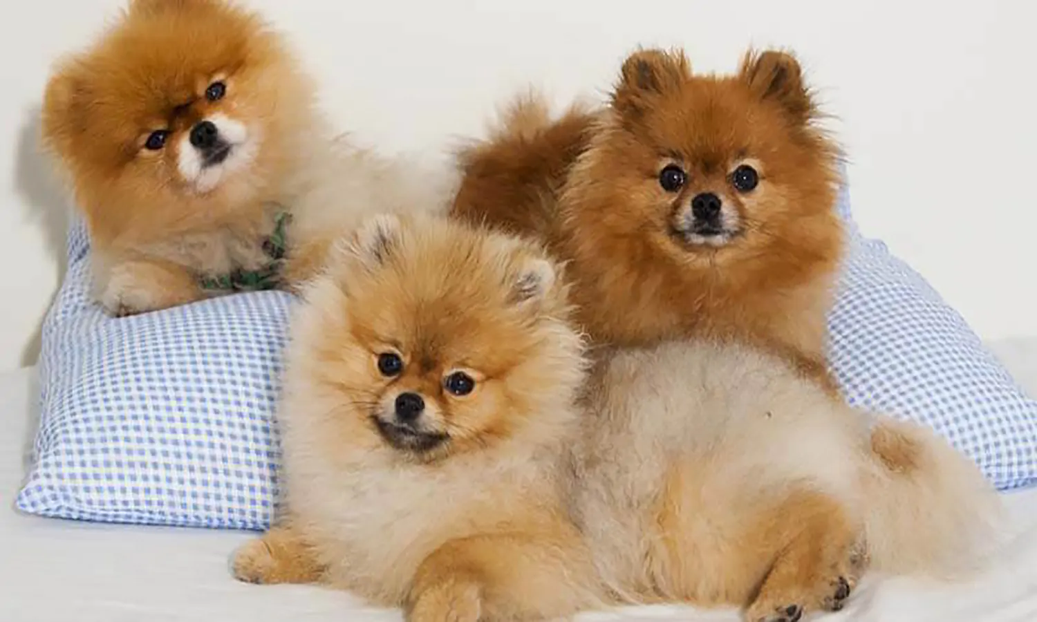 FAUNATIS - Mengenal Anjing Minipom, Jenis, dan Makanannya