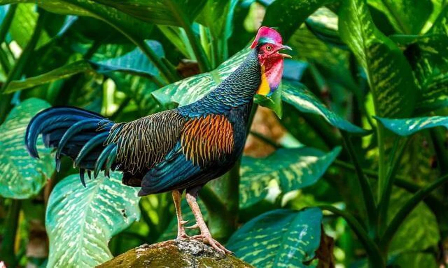Ayam Hutan | Klasifikasi, Ciri-Ciri dan Jenis