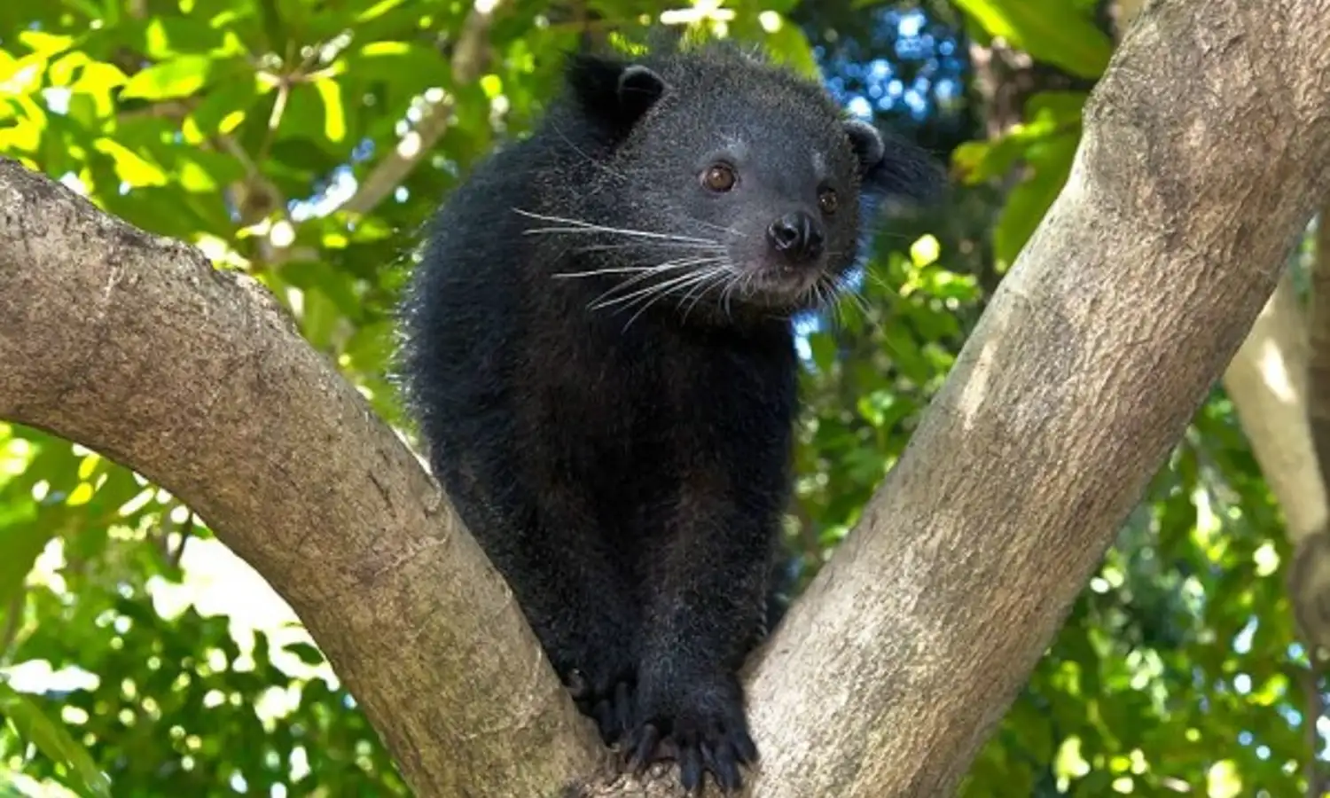 Faunatis - Binturong: Taksonomi, Ciri-Ciri, Habitat Dan Status Konservasi