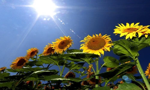 Mengenal Bunga Matahari | Klasifikasi, Habitat, Ciri-Ciri & Manfaat