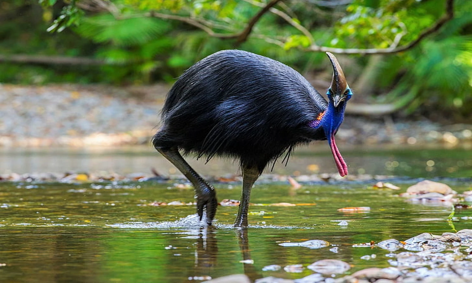 Burung Kasuari, Hewan Endemik Khas Papua yang Berbahaya