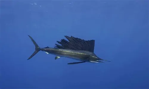  Sailfish atau Ikan Layar: Perenang Tercepat di Dunia 