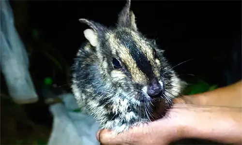 Kelinci Belang Sumatera : Spesies Kelinci Terlangka di Dunia