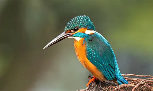Mengenal Burung Cekakak, si Raja Udang atau Kingfisher 