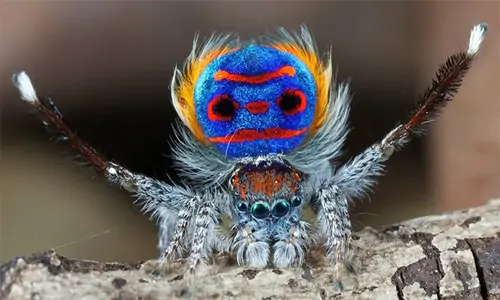 Laba-laba Merak, Invertebrata Mungil yang Menakjubkan 