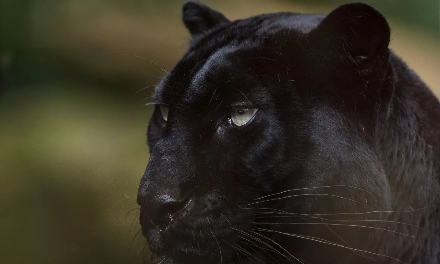 Fakta Menarik Macan Kumbang, Predator Pemburu dalam Senyap