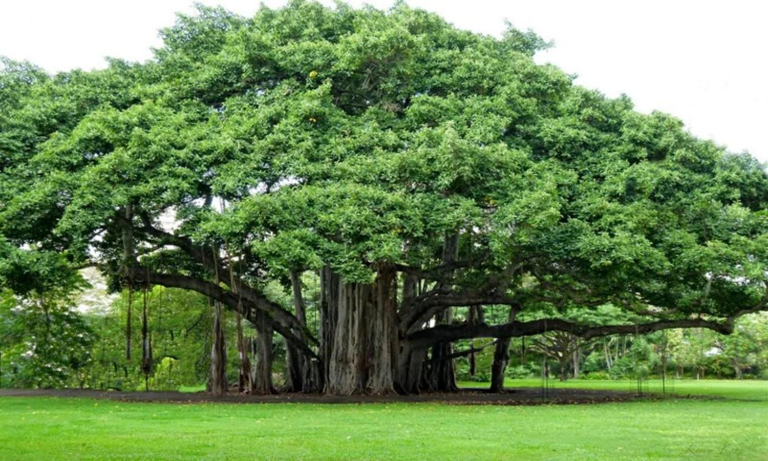 banyan-tree-how-to-pronounce-banyan-tree-in-english-correct-start