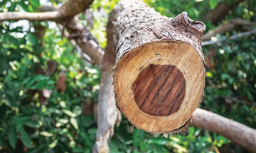 Mengenal Pohon Sonokeling, Tanaman Agroforestry yang Terancam Punah