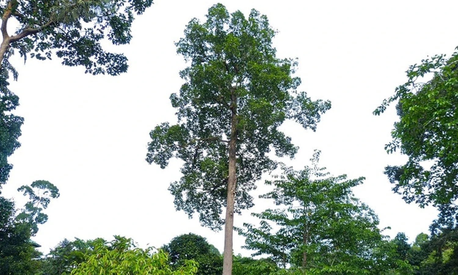 Pohon Meranti | Klasifikasi, Ciri-Ciri, Habitat dan Status Konservasi