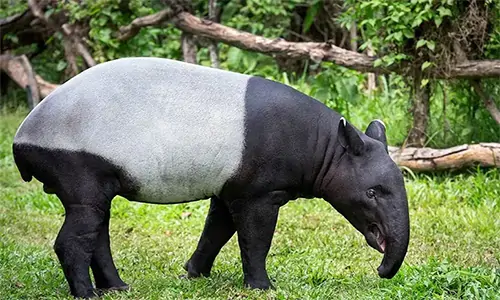  Mengenal Tapir Asia, Hewan Imut yang Terancam Punah 