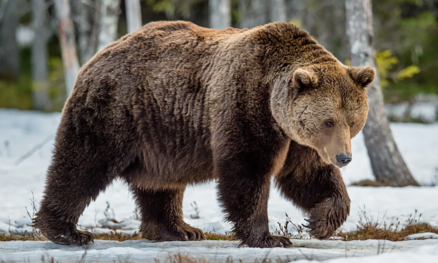 Beruang grizzly, Karakteristik, Serta Habitatnya